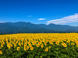 IMG_0155-1