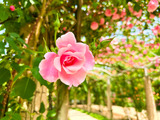 IMG_0805-1