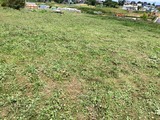 IMG_2225
