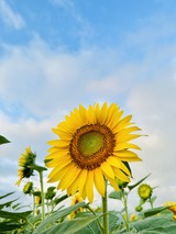 IMG_4271(1)