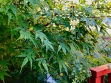 IMG_1426