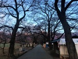 IMG_3726 (2)