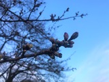 IMG_3733 (2)