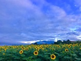 IMG_E5271