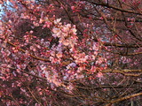 IMG_1912