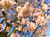 IMG_8094-1