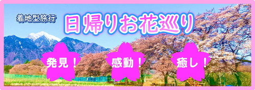 着地型旅行桜巡り2023