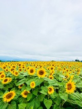 IMG_4698-1