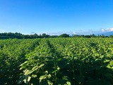 IMG_0028-1
