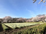IMG_8161