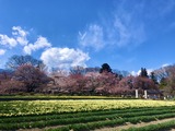 IMG_1931