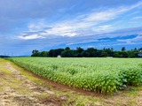 IMG_5401
