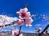 IMG_E4216