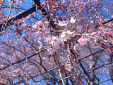 IMG_1943 (1)-1