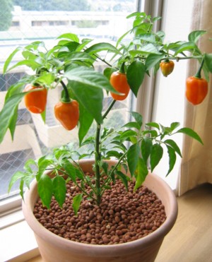 habanero