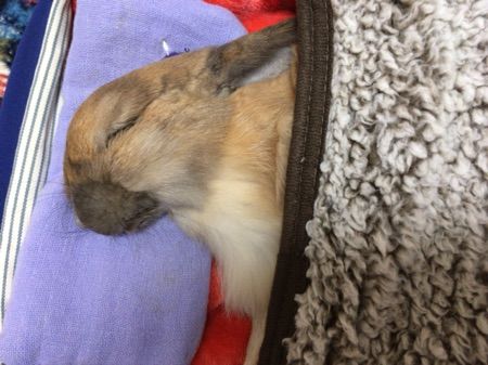 うさぎ 我が家のウサギ の飼い方としつけ かわいいホーランドロップ うさぎ 我が家のウサギ の飼い方としつけ かわいいホーランドロップ