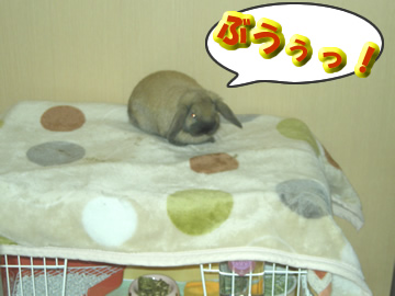 らぶ太くん、ただいまー!