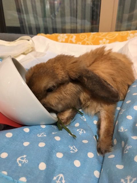 うさぎ 我が家のウサギ の飼い方としつけ かわいいホーランドロップ てんかんは週一ペース