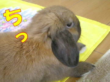 ¤¦¤ë¤µ¤¤¤Ê¤¡¡¼¤Ã