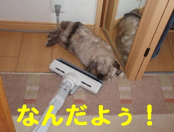 うさぎ 我が家のウサギ の飼い方としつけ かわいいホーランドロップ うさぎと掃除機