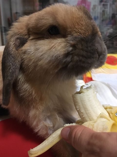 うさぎ 我が家のウサギ の飼い方としつけ かわいいホーランドロップ てんかんは週一ペース