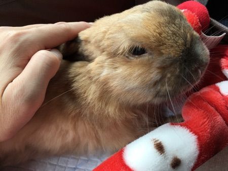 うさぎ 我が家のウサギ の飼い方としつけ かわいいホーランドロップ うさぎ うさぎ 我が家のウサギ の飼い方としつけ かわいいホーランドロップ うさぎ