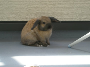 うさぎ 我が家のウサギ の飼い方としつけ かわいいホーランドロップ らぶ太がベランダに うさぎ 我が家のウサギ の飼い方としつけ かわいいホーランドロップ らぶ太がベランダに