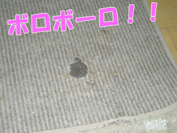¤¸¤å¤¦¤¿¤ó¤¬¡¦¡¦¡¦¡¦¡£