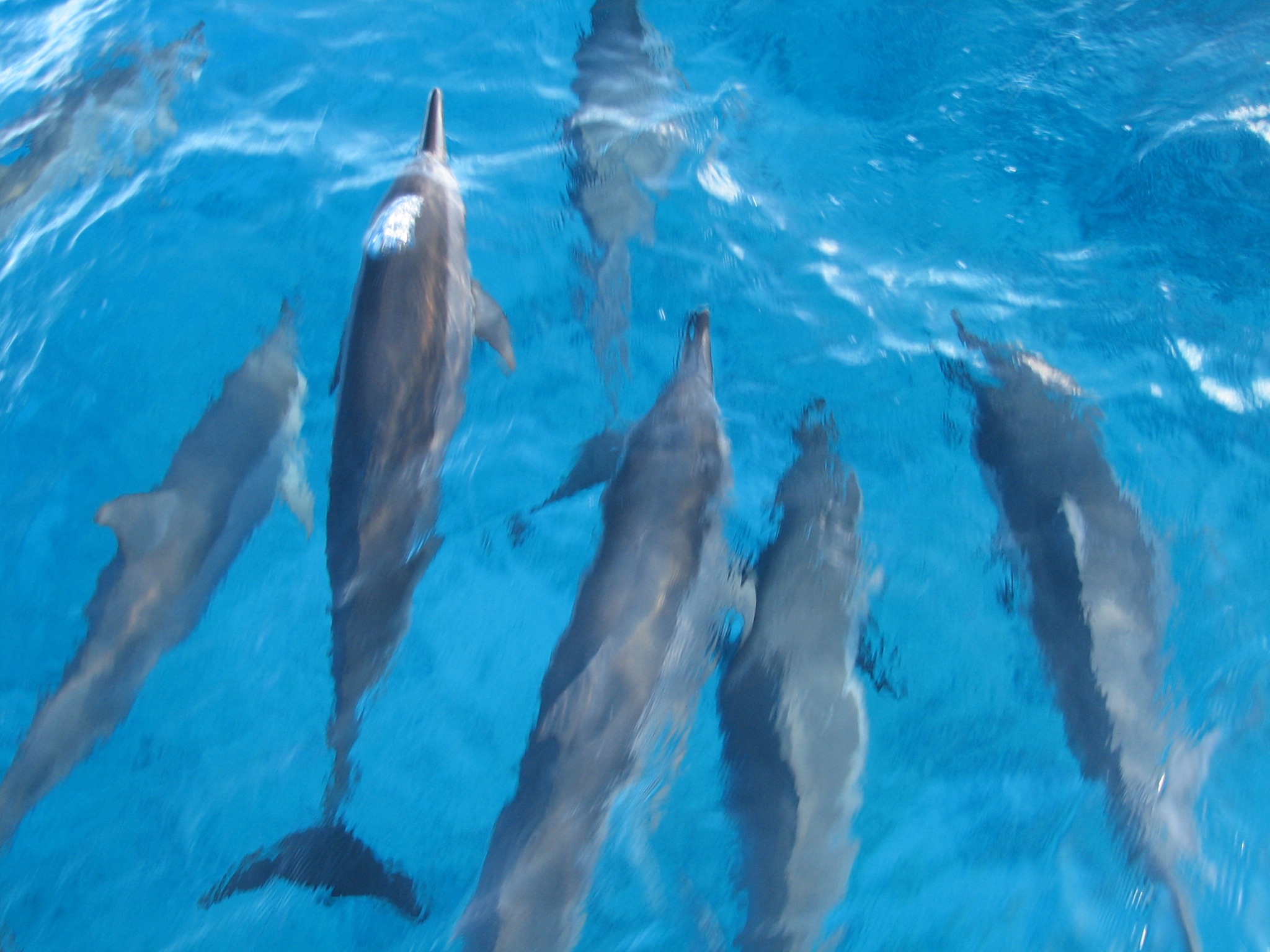 楽しかったハワイ ありがとう 梶田キョウコとﾚｻﾝｸｻﾝｽ La Vie A Beelle 元気でやってる の意味
