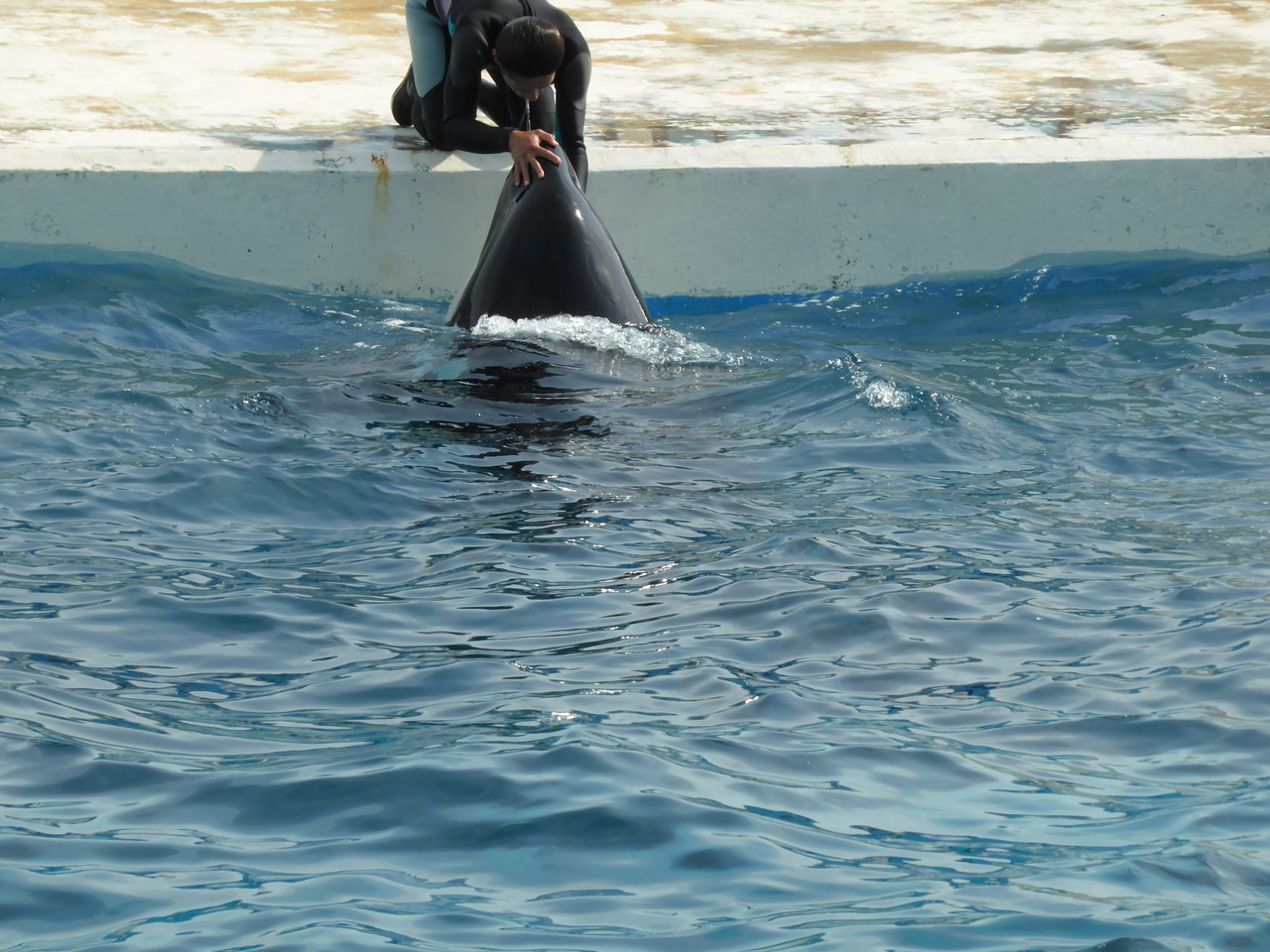 鴨川シーワールド すごいぞ トレーナー 曇りのち晴れ ときどきエッセー きっと上手くいく