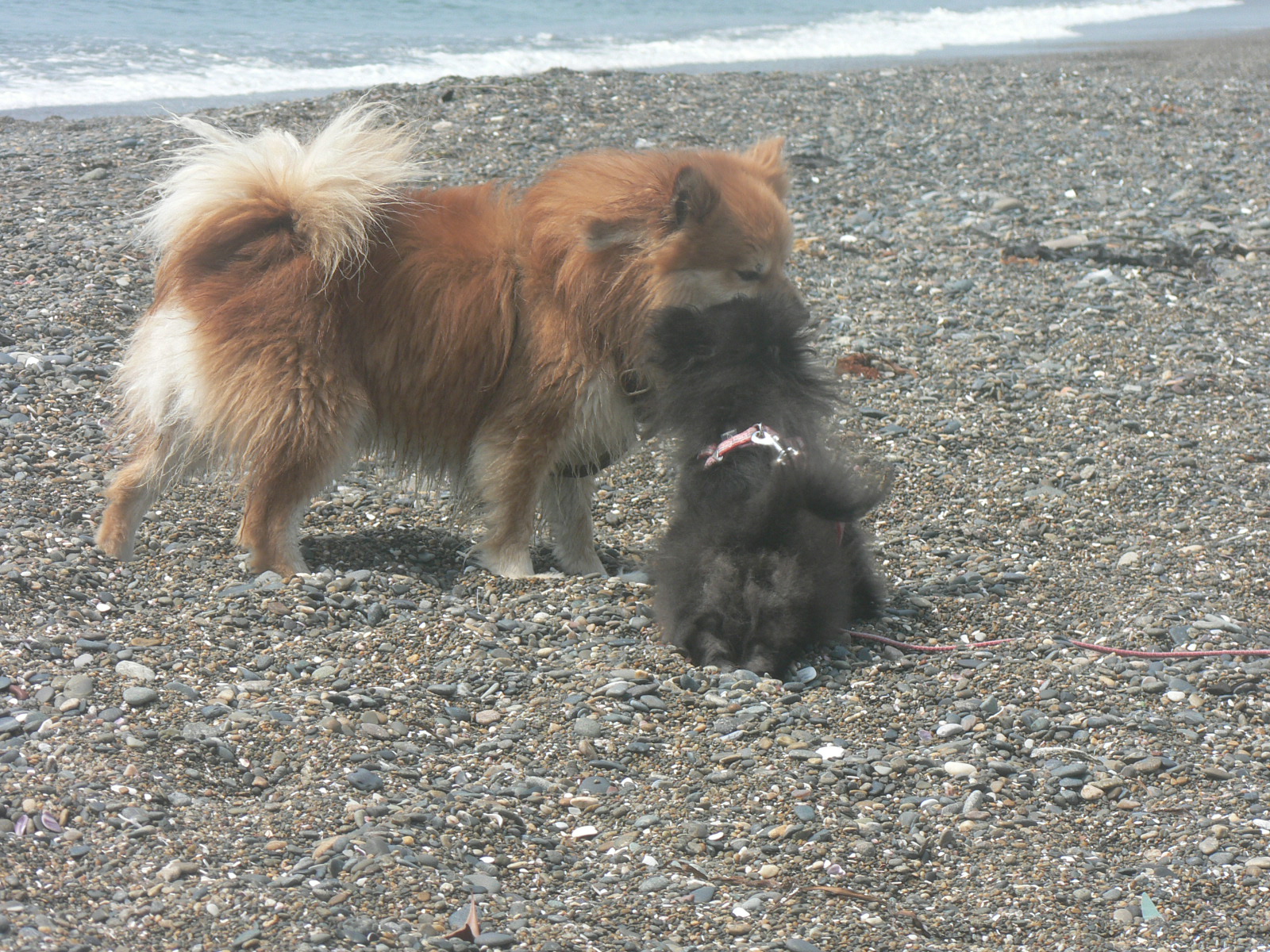 釣り人の放置釣り針 海辺の愛犬ライフ