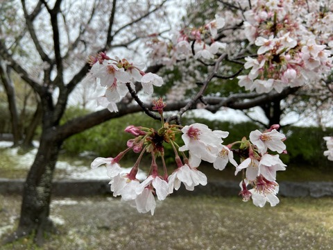 D1084F09-DD35-4CC5-AC4D-4A04D29BED2B