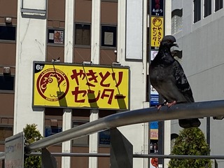 IMG_9810