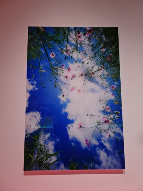 作品四季の花々