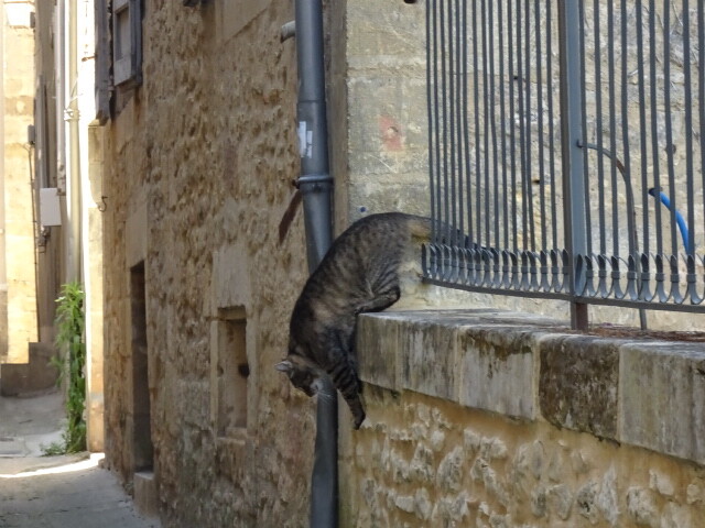 サルラの猫 (3)