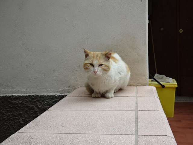 モラーノカラブロの猫 (10)
