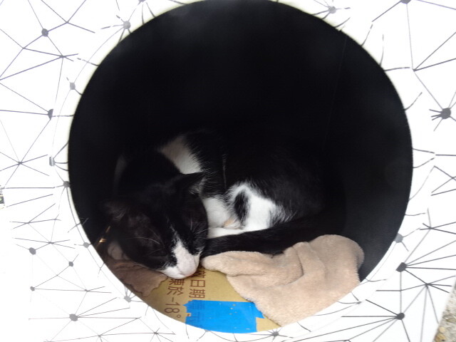 迪化街の猫