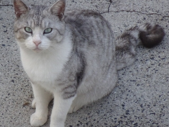 与論島猫