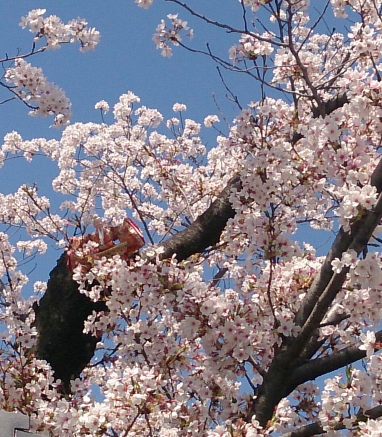 イメージ 2