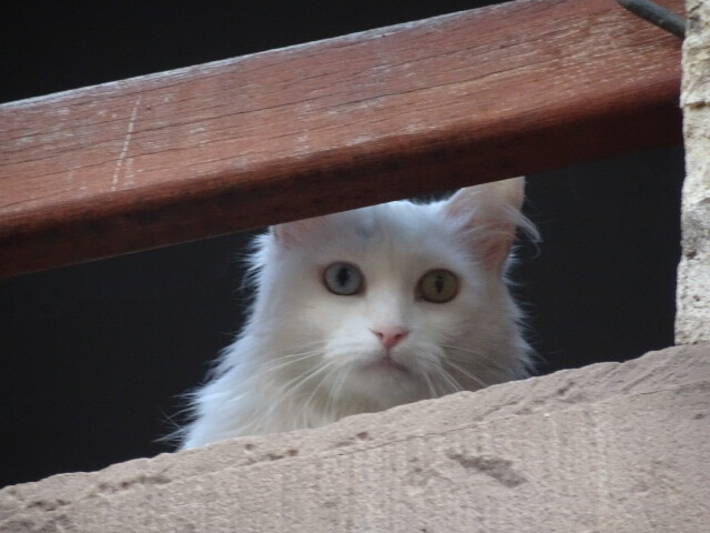 高いところから (1)