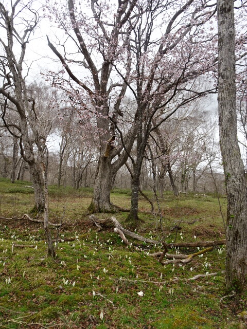桜と水芭蕉