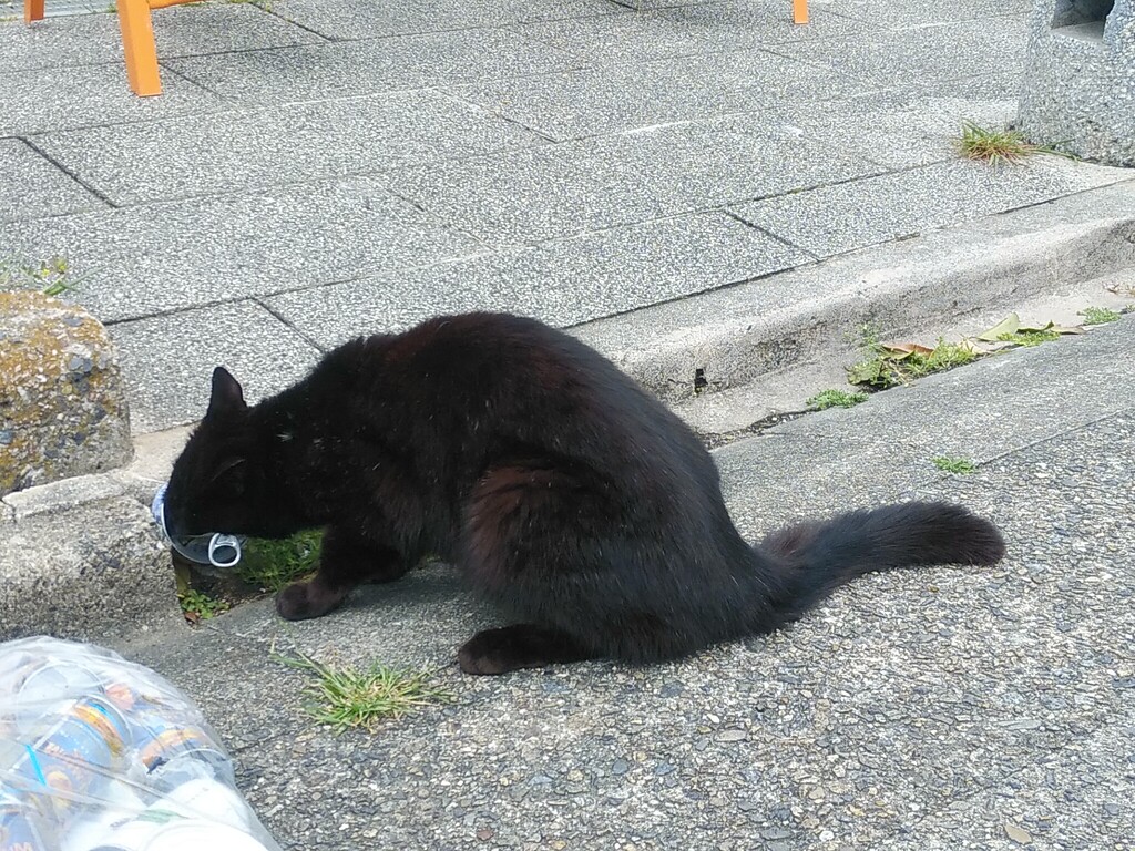 とことん なめます 好きなもの 猫と旅と とことん なめます 好きなもの 猫と旅と