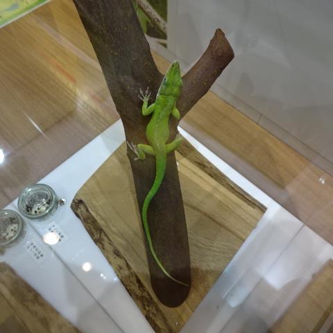 アノールトカゲ、
