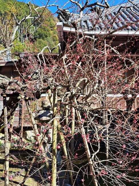 樹齢200年以上の紅梅