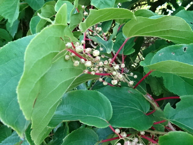 サルナシの花
