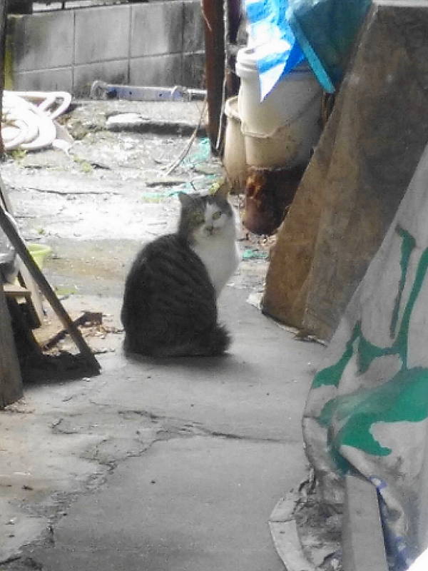 筒井町の猫
