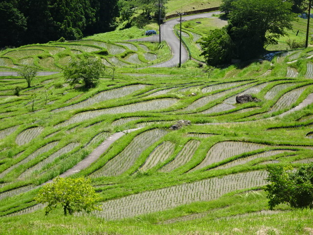 丸山千枚田 (2)