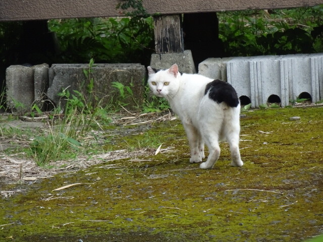 竹島の猫しっぽが短い