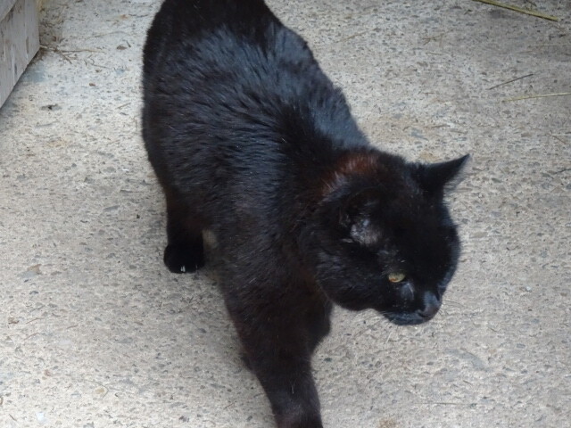 ボス猫 (4)