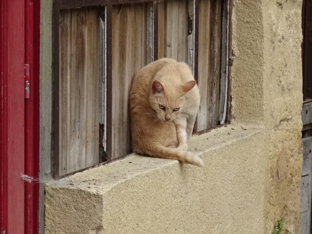 地域猫のようだ (2)